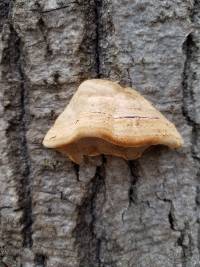 Fomes excavatus image