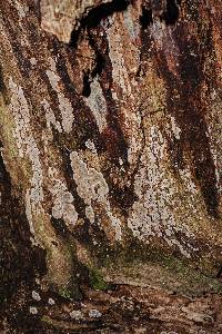 Xylobolus frustulatus image