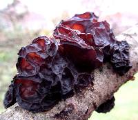 Exidia recisa image