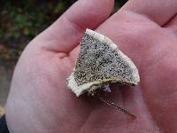 Bjerkandera adusta image