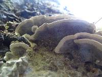 Bjerkandera adusta image