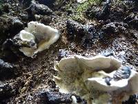 Bjerkandera adusta image