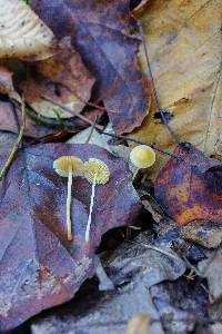 Mycena crocea image