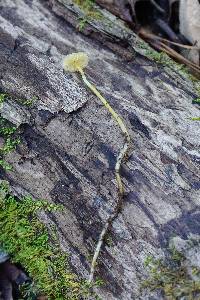 Mycena crocea image