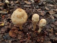 Chlorophyllum hortense image