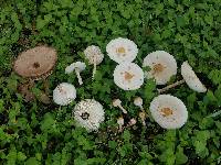 Chlorophyllum hortense image