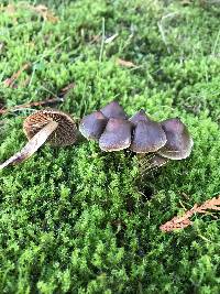 Cortinarius evernius image