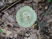 Russula heterophylla image