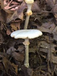 Amanita magnivelaris image