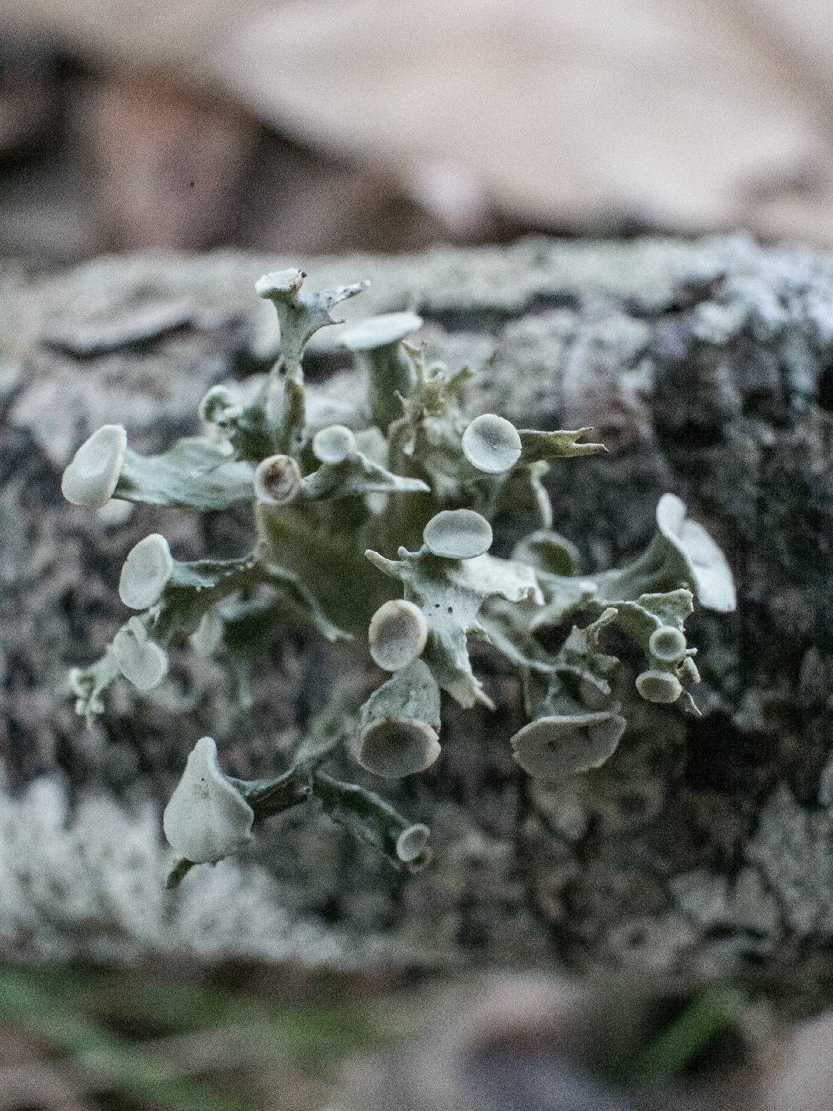 Ramalina culbersoniorum image