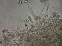 Hebeloma sordidum image