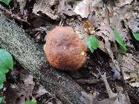 Aureoboletus innixus image