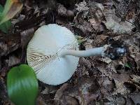 Amanita albocreata image