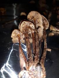 Psilocybe pelliculosa image