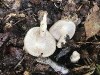 Hygrophorus occidentalis image