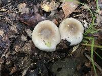 Hygrophorus occidentalis image