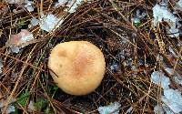 Lactarius vinaceorufescens image