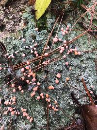 Dibaeis baeomyces image