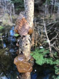 Phaeotremella frondosa image