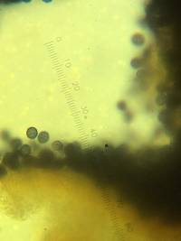 Zelleromyces cinnabarinus image