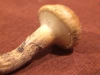 Suillus cothurnatus image