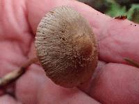 Inocybe flocculosa image