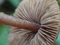 Inocybe flocculosa image