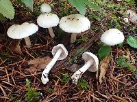 Inocybe whitei image