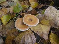 Armillaria gallica image