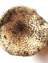 Echinoderma asperum image