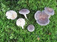 Lactarius mammosus image