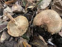 Echinoderma asperum image