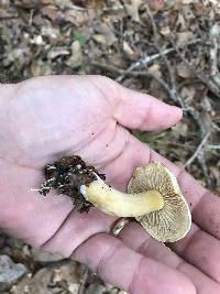 Tricholoma sulphureum image