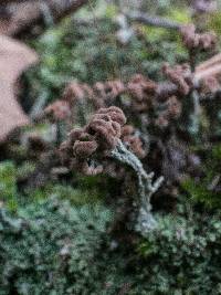 Cladonia peziziformis image
