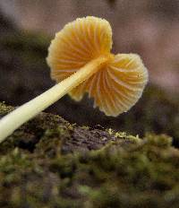 Mycena crocea image