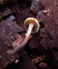 Xeromphalina cauticinalis image