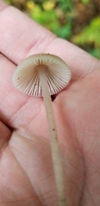 Mycena subcaerulea image