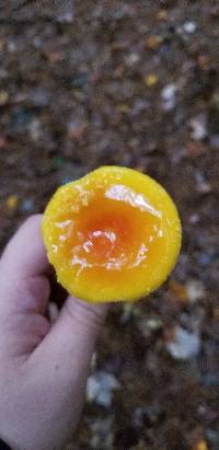 Amanita frostiana image