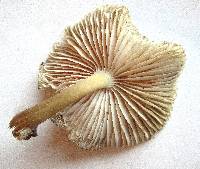 Mycena inclinata image