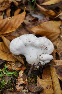 Entoloma abortivum image