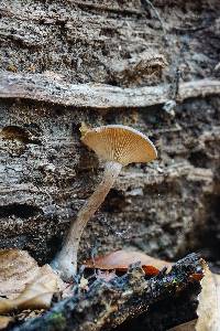 Pseudoclitocybe cyathiformis image