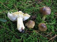 Tricholoma subluteum image