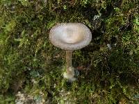 Pseudoclitocybe cyathiformis image