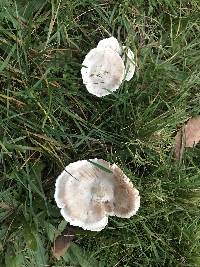 Clitocybe compressipes image