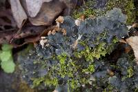 Peltigera praetextata image