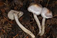 Inocybe pallidicremea image