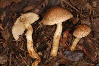 Pholiota terrestris image