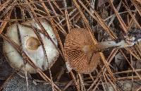 Cortinarius iodes image