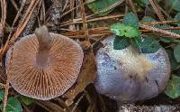 Cortinarius iodes image
