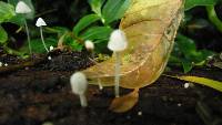 Coprinopsis nivea image